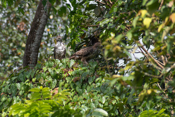 Changeable Hawk-Eagles Perched in Kerala’s Tropical Forest Canopy