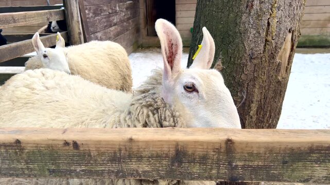 White sheep looking over wooden fence in snowy barnyard
