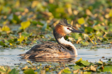 Great Crested Grebe - Podiceps cristatus swimming in water at green background. Photo from Danube Delta in Romania. P. c. cristatus,