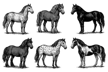 Horse breeds and poses in vintage engraving style, Transparent Background
