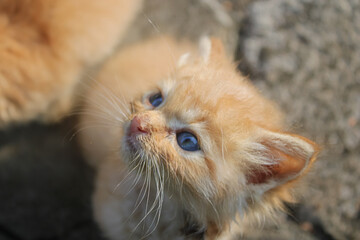 Close-Up Portrait of a Wide-Eyed Ginger Kitten