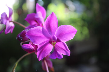 Vibrant Purple Ground Orchid Blossom in Sunlight