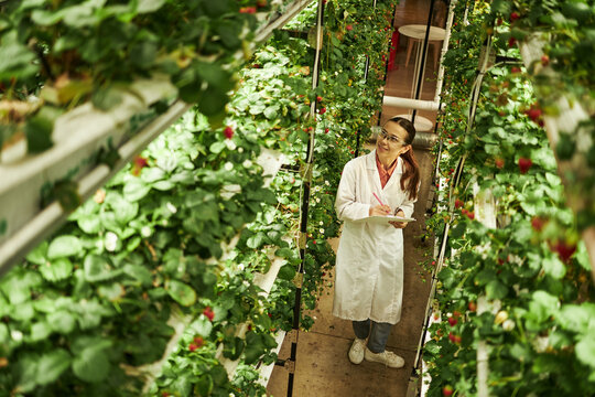Young woman wearing lab coat standing in vertical farm inspecting strawberry plants and writing notes on clipboard surrounded by lush green foliage in greenhouse