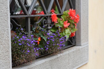 Vibrant red begonia flowers and delicate purple lobelia spill from a window box, nestled behind an ornate wrought iron security grill on a building facade
