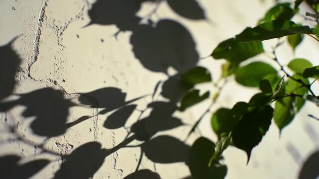 Tree leaf shadows on concrete wall, soft sunlight, calm natural background.
