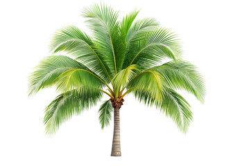 single coconut palm tree with green fronds isolated on white and transparent background