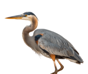 Great blue heron stands majestically in the wetlands of north america nature isolated on transparent background