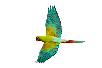 Colorful flying Military Macaw parrot isolated on transparent background png file
