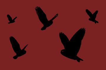 shablon, Collection of Owl Vector Illustrations