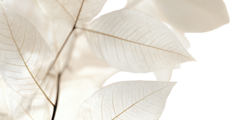 Delicate, translucent leaves (2)