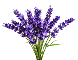Fragrant Herbal Lavender Branch Cutout