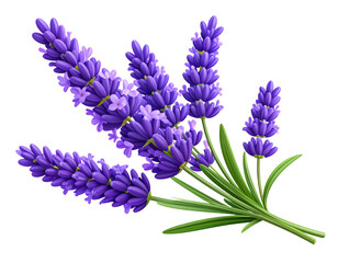 Single Blooming Lavender Sprig PNG File