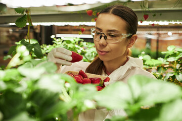 Young Caucasian woman wearing protective glasses and gloves inspecting strawberries while...