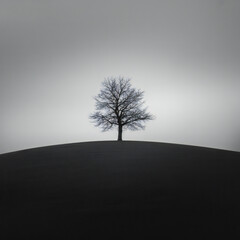 Solitary bare tree stands silhouetted against a vast overcast sky atop a dark rolling hill in a stark black and white landscape