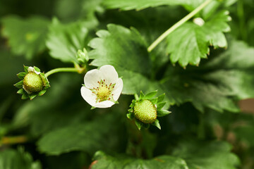 Strawberry plant showing flower blooming alongside two unripe green strawberries surrounded by lush...