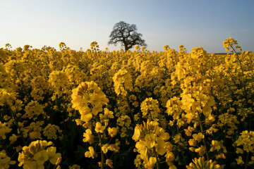 Vast field of vibrant yellow rapeseed flowers under a clear blue sky with a solitary tree in the distance
