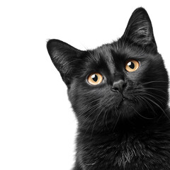 a Curious black cat with question mark on white background