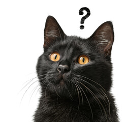 a Curious black cat with question mark on white background