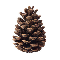 Single pinecone on solid black. Use Decor, product mockups, education/science projects