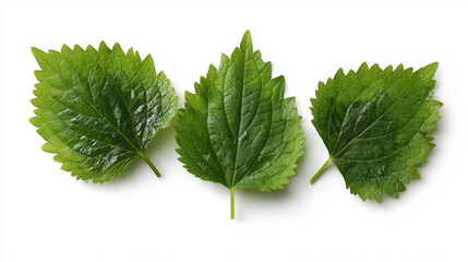 鮮やかな緑色の青じその葉を並べたミニマルな構図。料理やハーブのイメージに活用できる素材。
