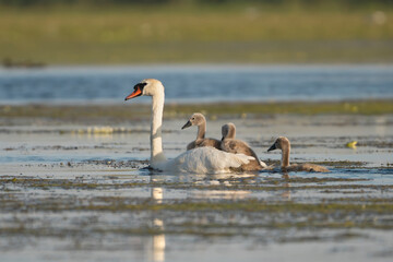 Mute Swan - Cygnus olor with Cygnets in Danube Delta in Romania.