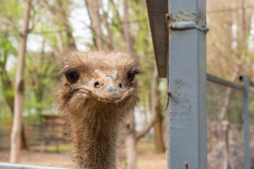An adult ostrich lives in an enclosure in a zoo. High quality photo