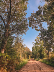 Fototapeta premium Dirt road in the woods