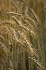 Fine detail of mature read wheat heads in a vertical format. Blend of light brown shades
