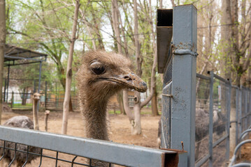 An adult ostrich lives in an enclosure in a zoo. High quality photo