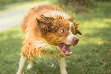 Australian shepherd on forest on summer season