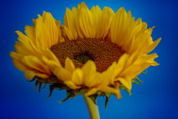Einzelne Sonnenblume Nahaufnahme Hintergrund in blau