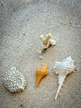 Three unique marine treasures&mdash;two seashells and a piece of coral&mdash;lie scattered on the sandy beach, showcasing nature's intricate artistry and the sea's bounty.
