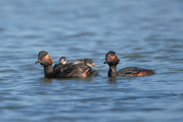 Pair of Black-necked Grebes, eared grebes - Podiceps nigricollis with chicks riding on its back in...