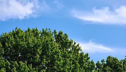 Lush green treetops against a vibrant blue sky