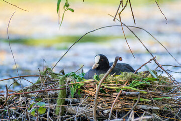 Foulque macroule (Fulica atra) sur son nid flottant au milieu de l’eau, comportement de...