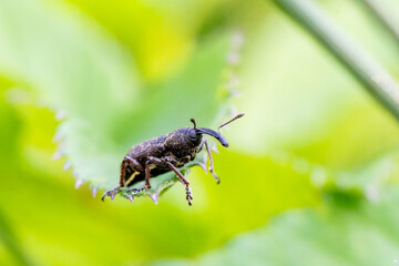 Notaris acridulus (coléoptère Brachyceridae) sur une feuille, macro entomologique en milieu...
