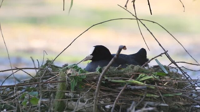 Foulque macroule (Fulica atra) sur son nid flottant au milieu de l&rsquo;eau, comportement de nidification