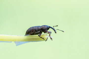 Notaris acridulus (coléoptère Brachyceridae) sur une feuille, macro entomologique en milieu...