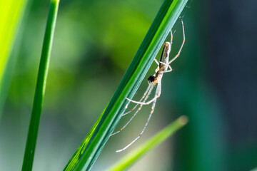 Tetragnatha spec. (araignée allongée) dévorant une proie sous un brin d’herbe, scène de...