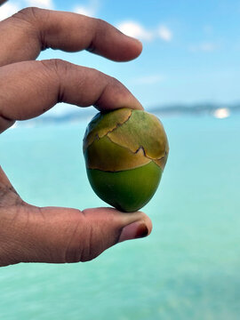 A hand delicately holds a small, green coconut against a blurry backdrop of turquoise ocean and sky, hinting at a tropical paradise.