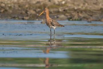 Black-tailed Godwit - Limosa limosa wading in shallow, calm water. Photo from Danube Delta in Romania. Near-threatened specie.