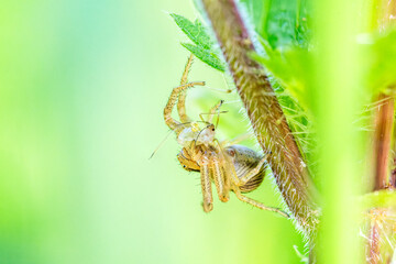 Xysticus ulmi (araignée crabe) capturant un puceron, scène de prédation macro naturaliste