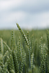 Ear of green wheat. Agriculture, agronomy, ecology, organic farming and environmental protection.