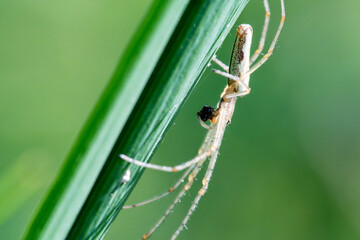 Tetragnatha spec. (araignée allongée) dévorant une proie sous un brin d’herbe, scène de prédation naturaliste
