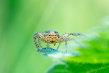 Xysticus ulmi (araignée crabe, Thomisidae) posée sur une feuille, macrophotographie naturaliste