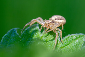 Xysticus ulmi (araignée crabe, Thomisidae) posée sur une feuille, macrophotographie naturaliste