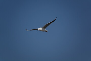 slender billed gull (Chroicocephalus genei) wild birds of Tunisia