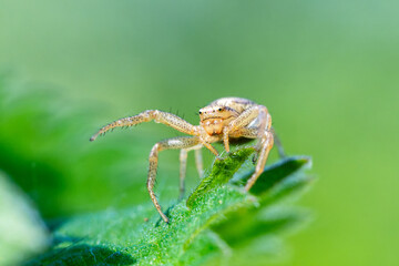 Fototapeta premium Xysticus ulmi (araignée crabe, Thomisidae) posée sur une feuille, macrophotographie naturaliste