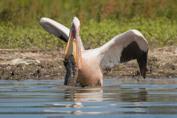 Great White Pelican - Pelecanus onocrotalus wading at the edge of a calm waterbody and trying to...