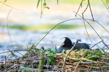 Foulque macroule (Fulica atra) sur son nid flottant au milieu de l’eau, comportement de...